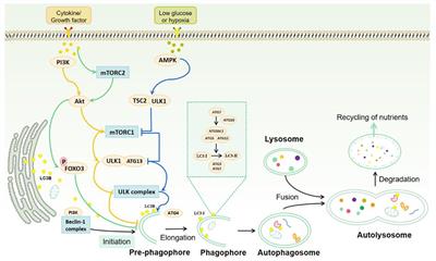 Research progress of T cell autophagy in autoimmune diseases